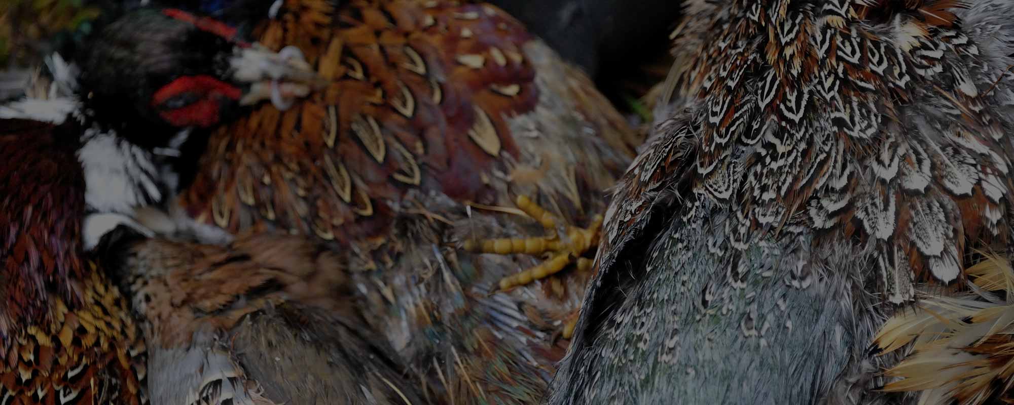 An image of pheasant feathers representing the header image for articles section for Edradynate Estate website- Luxury Scottish Country House & Sporting Estate in Perthshire, Scotland