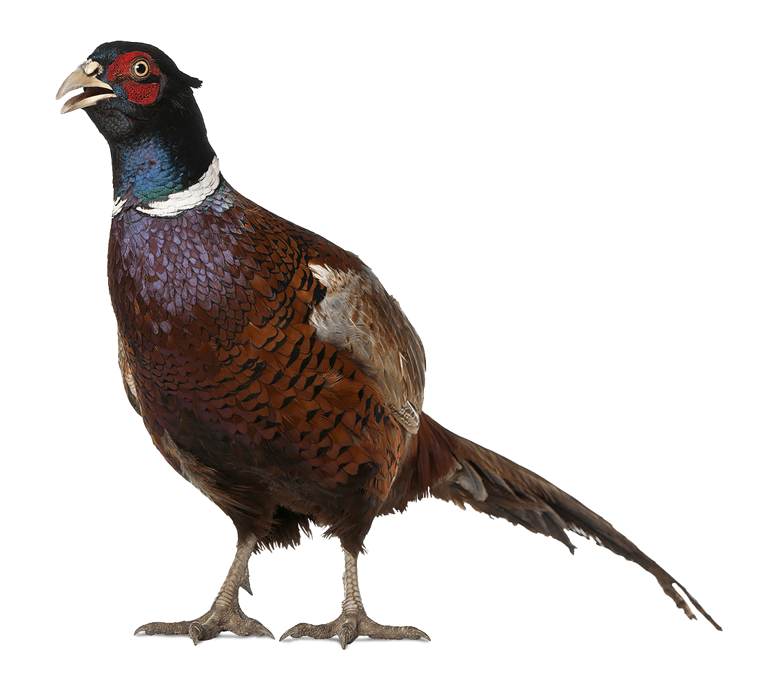 An colour image of pheasant at Edradynate Luxury country house in Perthshire Scotland, available for rent, shoot days, fishing and family holidays on a catered or self catered basis.