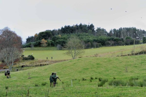 A colour photograph of a pheasant shoot at Edradynate EstateShooting Holidays in Scotland - Edradynate Estate, Luxury Country House and Sporting Estate , Perthshire