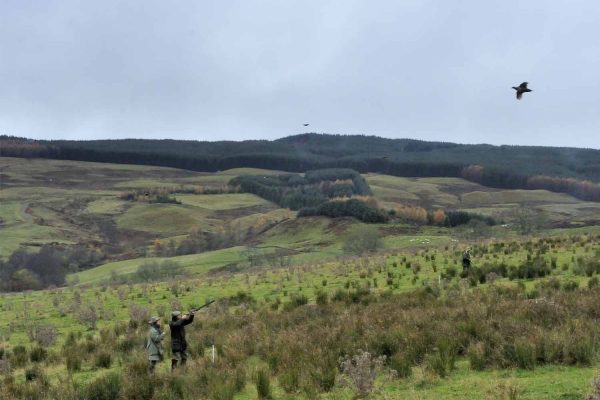 A colour photograph of a pheasant shoot at Edradynate Estate - Shooting Holidays in Scotland - Edradynate Estate, Luxury Country House and Sporting Estate , Perthshire