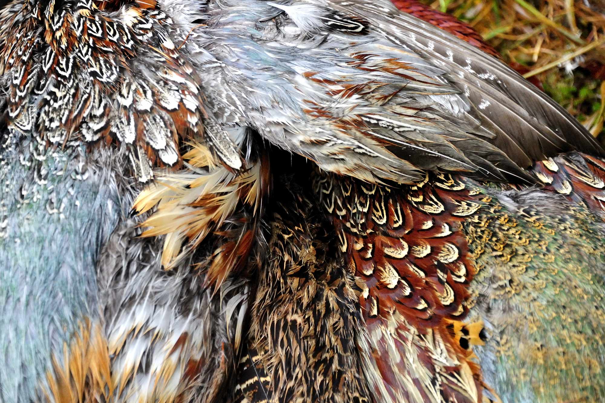 Picture of pheasant feathers, Edradynate Estate - Luxury Scottish Country House for rent & Sporting Estate in Perthshire, Scotland