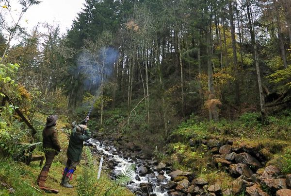 A colour photograph of a pheasant shoot at Edradynate Estate - Shooting Holidays in Scotland - Edradynate Estate, Luxury Country House and Sporting Estate , Perthshire
