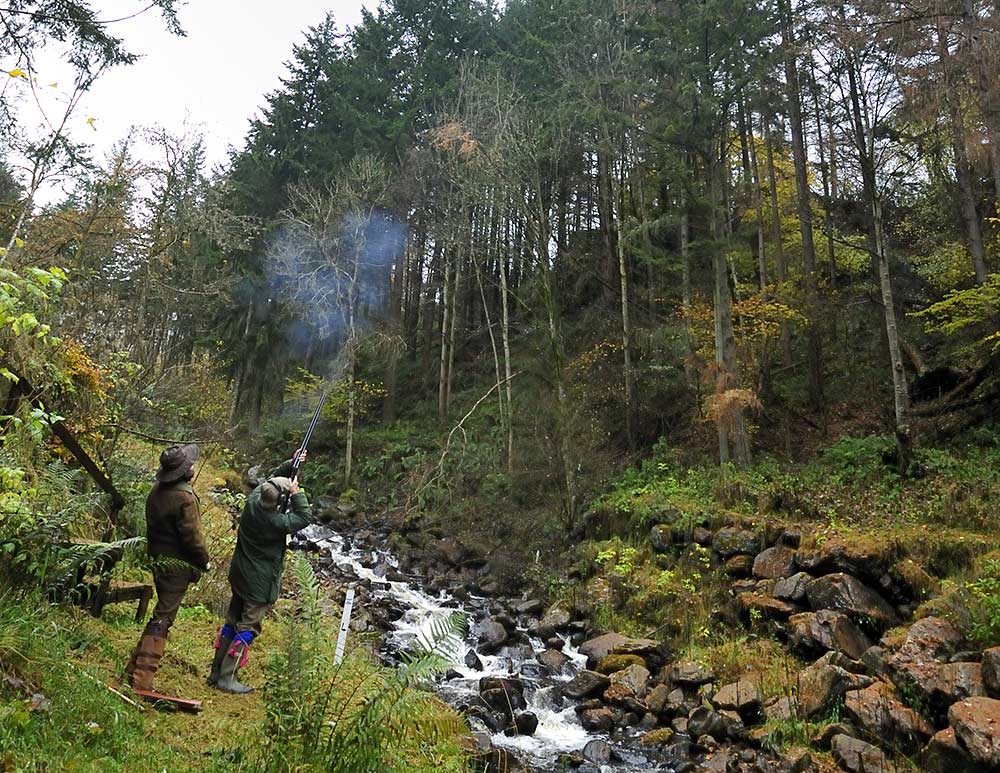 A colour photograph of a pheasant shoot at Edradynate Estate - Shooting Holidays in Scotland - Edradynate Estate, Luxury Country House and Sporting Estate , Perthshire