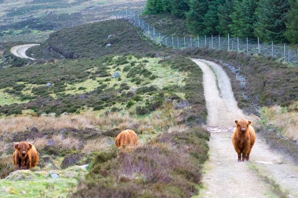 An image of three Highland Cattle roaming Edradynate Estate Perthshire - Luxury Country House and Sporting Estate for Rent in Scotland