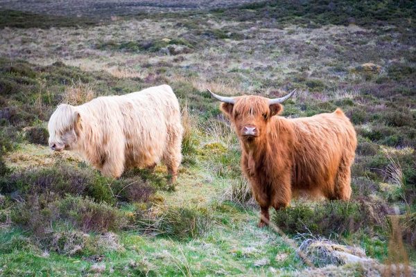 An image of two Highland Cattle roaming Edradynate Estate Perthshire - Luxury Country House and Sporting Estate for Rent in Scotland