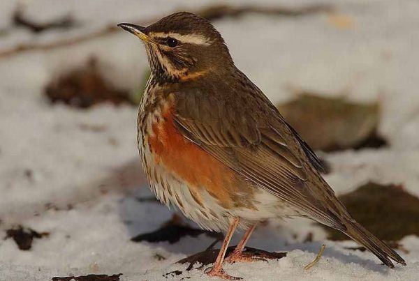 A colour image of a Redwing which appear regularly for their ‘winter rations’ due to the continuing conservation efforts of gamekeepers and farmers at Edradynate Estate