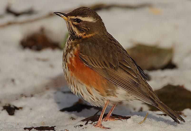 A colour image of a Redwing which appear regularly for their ‘winter rations’ due to the continuing conservation efforts of gamekeepers and farmers at Edradynate Estate