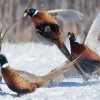 A colour image of 5 pheasants in the snow at Edradynate Estate - mind the hungry gap new article for supplementary feeding of game birds and wild birds