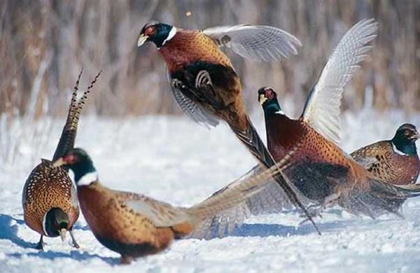 A colour image of 5 pheasants in the snow at Edradynate Estate - mind the hungry gap new article for supplementary feeding of game birds and wild birds