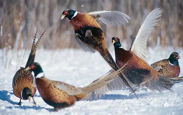 A colour image of 5 pheasants in the snow at Edradynate Estate - mind the hungry gap new article for supplementary feeding of game birds and wild birds