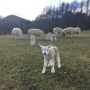 A colour iamge of lambs and ewes in the fields of Edradynate Estate, Scotland - 2018 Lambing Season