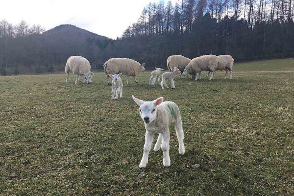 A colour iamge of lambs and ewes in the fields of Edradynate Estate, Scotland - 2018 Lambing Season