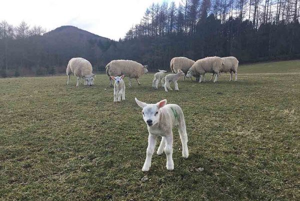 A colour iamge of lambs and ewes in the fields of Edradynate Estate, Scotland - 2018 Lambing Season
