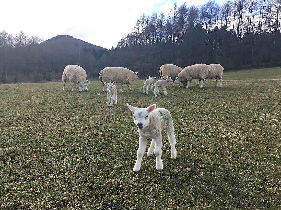 A colour iamge of lambs and ewes in the fields of Edradynate Estate, Scotland - 2018 Lambing Season