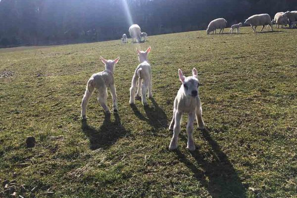 A colour image of lambs and ewes in the fields of Edradynate Estate, Scotland - 2018 Lambing Season