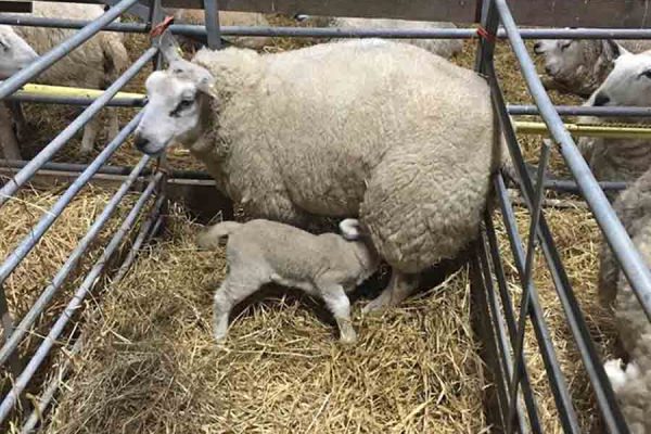 A colour image of the a lamb and ewe in a pen at Edradynate Estate, Perthshire, Scotland - 2018 Lambing Season